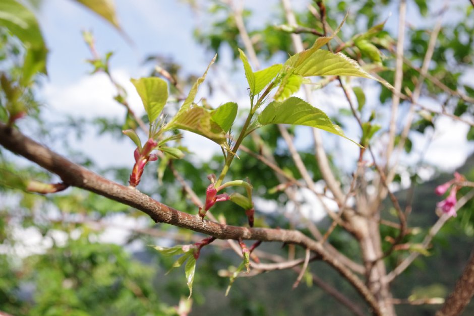 草坪頭玉山觀光茶園 攝影：Eva隨手拍