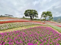 北投社三層崎公園大片花海被譽為台版富良野<br/> 攝影：Eva隨手拍