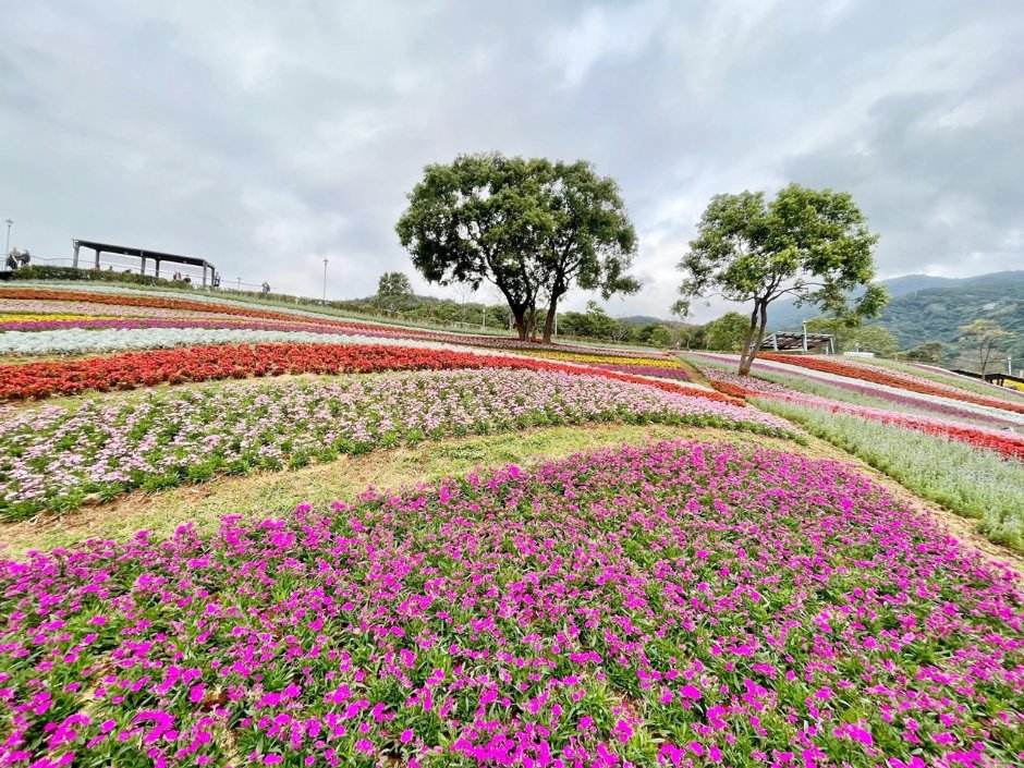 北投社三層崎公園大片花海被譽為台版富良野 攝影：Eva隨手拍