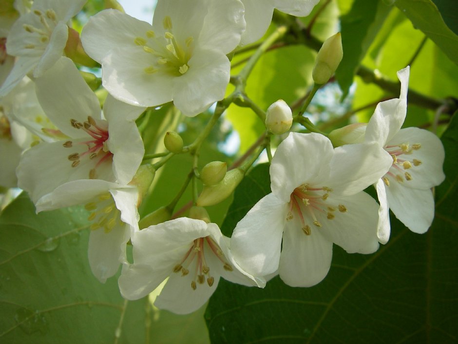 桐花特寫 攝影：牛耳藝術渡假村
