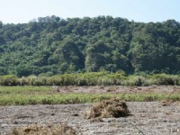 台9線觀武鶴台地景觀<br/> 攝影：老山羊部落格