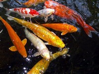 海洋公園-錦鯉<br/> 攝影：林錦萍