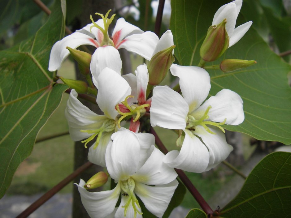 桐花-雌花 攝影：牛耳藝術渡假村