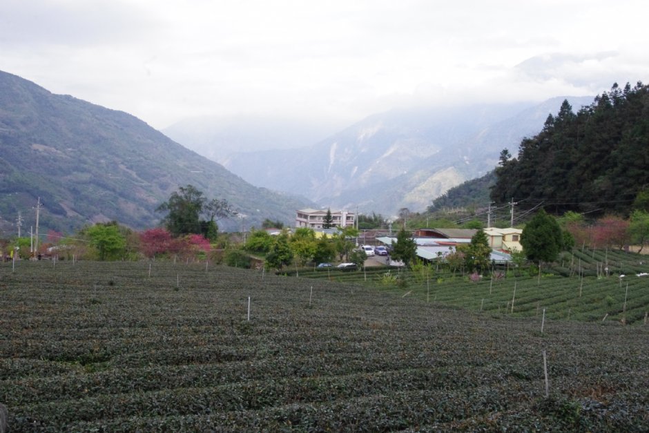 草坪頭玉山觀光茶園 攝影：Eva隨手拍