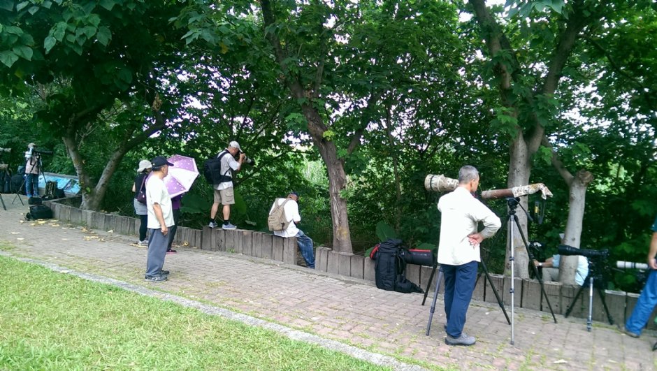 華江雁鴨自然公園 攝影：Eva隨手拍