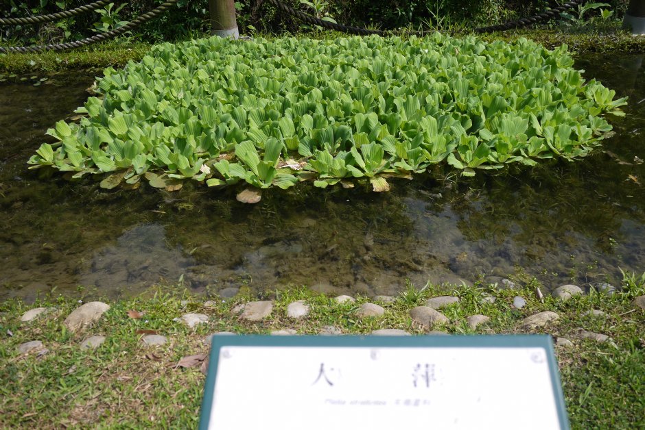 原生植物園 攝影：三井