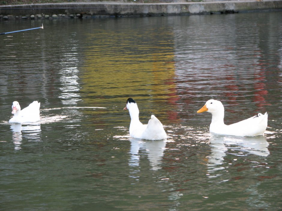 大湖公園 攝影：林仲哲