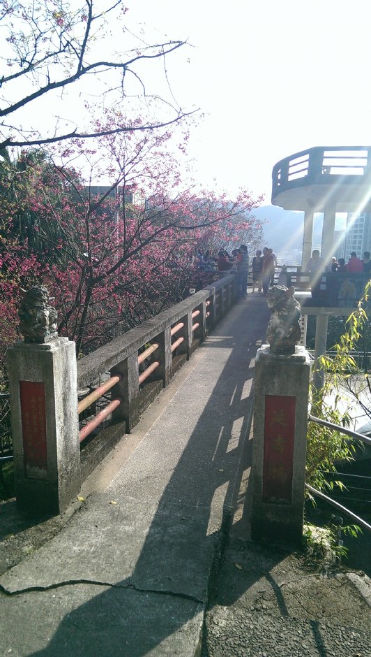 基隆中正公園賞櫻 攝影：Eva隨手拍