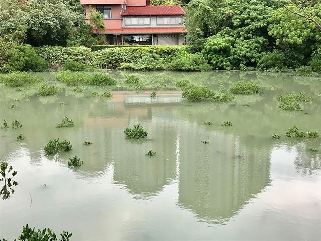 淡水河紅樹林自然保留區 攝影：紅樹林生態教育館 提供