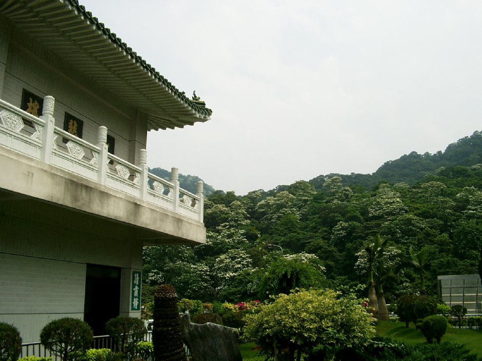 承天禪寺&油桐花 攝影：Eva隨手拍