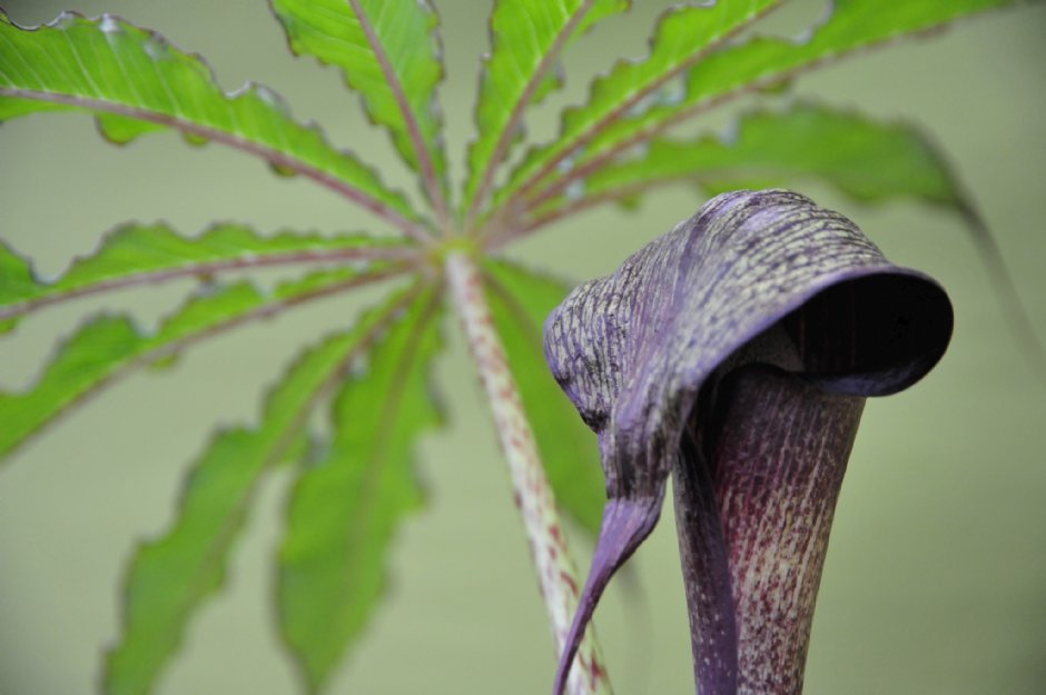 天南星的花有著像眼鏡蛇的外型 攝影：台大山地實驗農場-南投梅峰