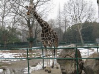 上海動物園<br/> 攝影：Crystal