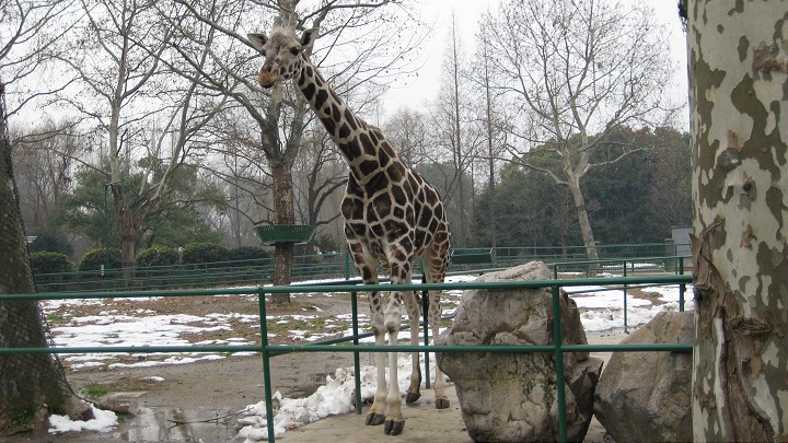 上海動物園 攝影：Crystal