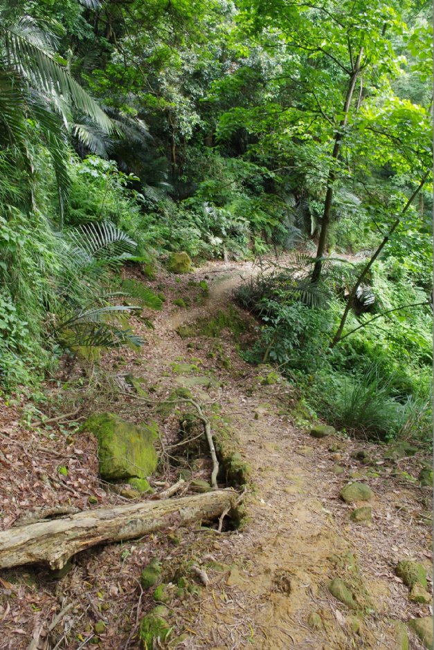 永和山水庫賞桐秘境 攝影：Eva隨手拍