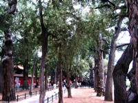 御花園風景<br/> 攝影：方盛文