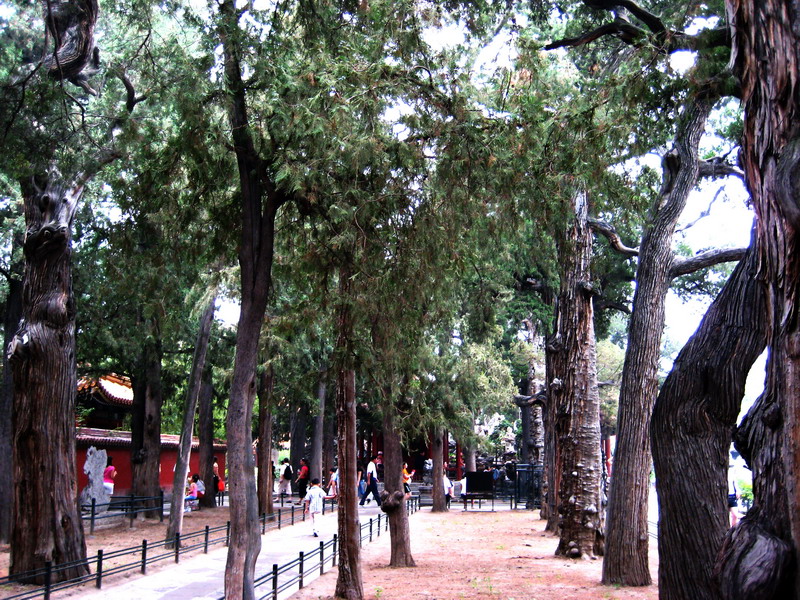 御花園風景 攝影：方盛文