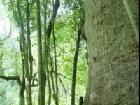 巨木旁的小枝<br/> 攝影：呂玫瑢