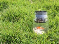 魚菜共生瓶<br/> 攝影：赤腳丫生態農莊 提供