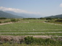 茶園景觀<br/> 攝影：老山羊部落格