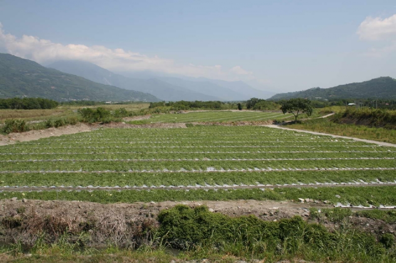 茶園景觀 攝影：老山羊部落格