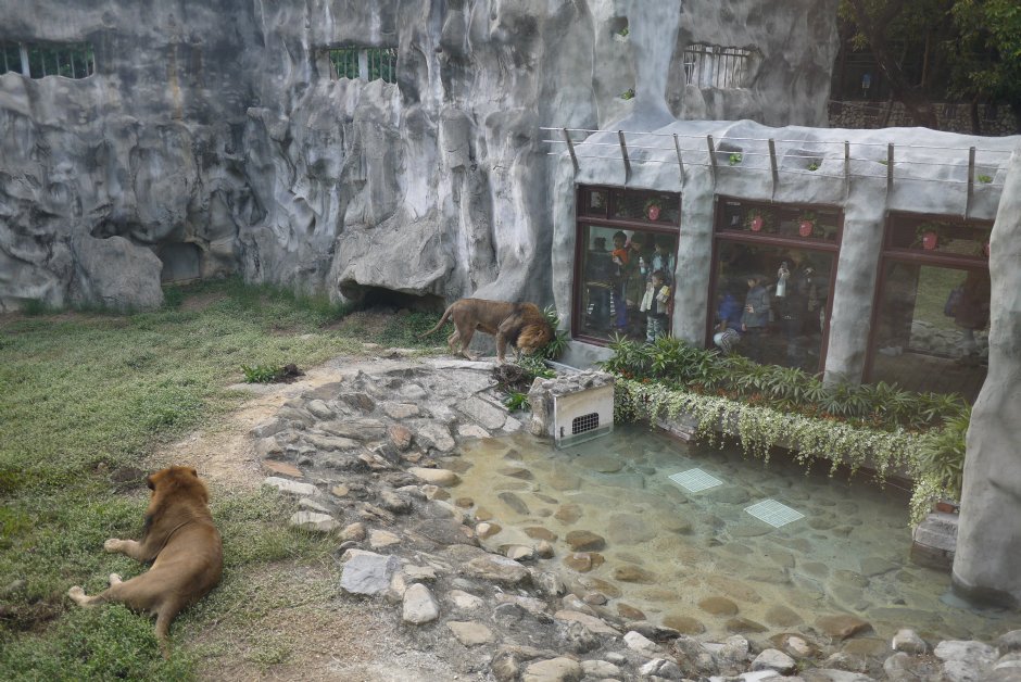 獅園-20131229 攝影：三井
