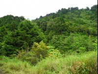 青山綠葉<br/> 攝影：老山羊資訊網