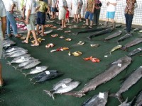 新鮮魚貨<br/> 攝影：Eva隨手拍