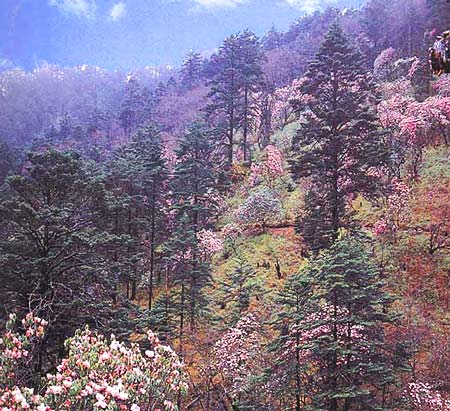 西嶺初春 攝影：四川旅遊信息網