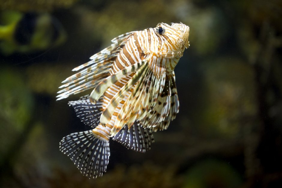 澎湖水族館獅子魚 攝影：澎湖水族館
