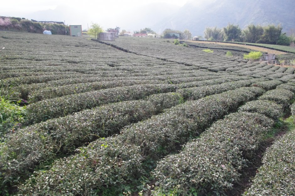 草坪頭玉山觀光茶園 攝影：Eva隨手拍