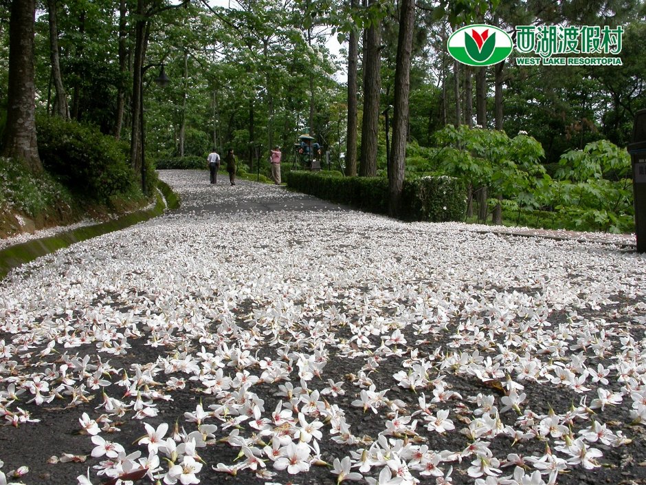 西湖渡假村油桐步道 攝影：西湖渡假村 提供