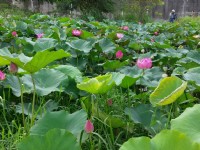 新月橋下蓮花池<br/> 攝影：Eva隨手拍