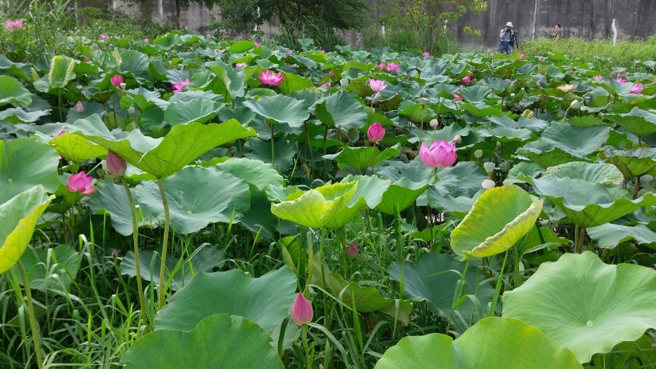 新月橋下蓮花池 攝影：Eva隨手拍