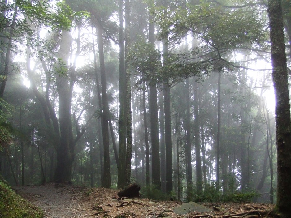 檜山巨木群步道 攝影：Lu