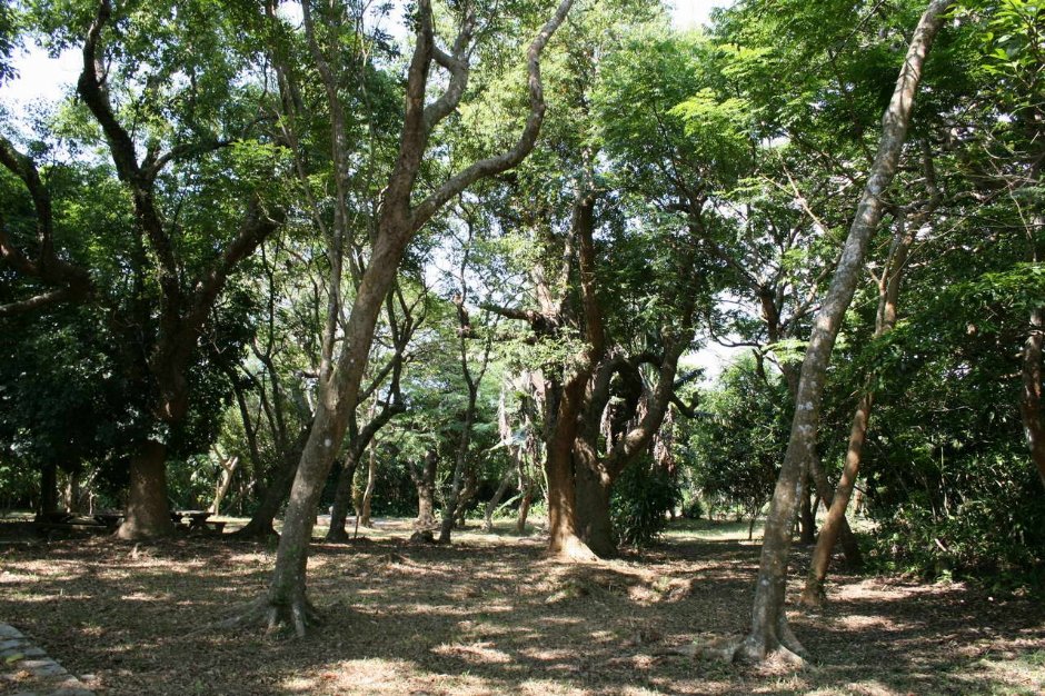 墾丁國家森林遊樂區內樹木林立 攝影：老山羊部落格