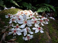 桐花公園<br/> 攝影：Eva隨手拍