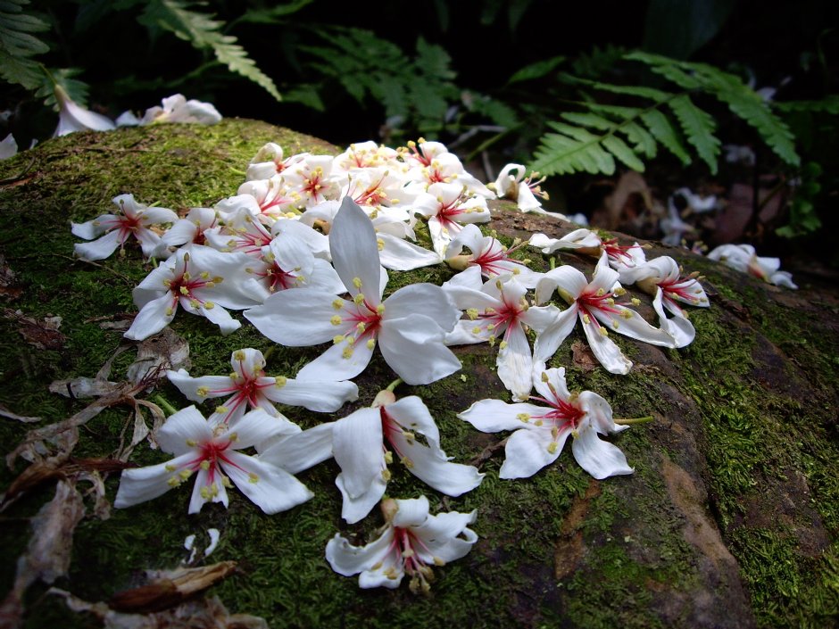 桐花公園 攝影：Eva隨手拍