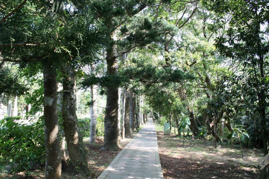 翁鬱松樹林 攝影：老山羊部落格