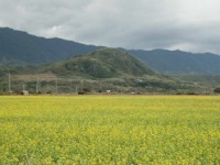 油菜花田<br/> 攝影：老山羊部落格