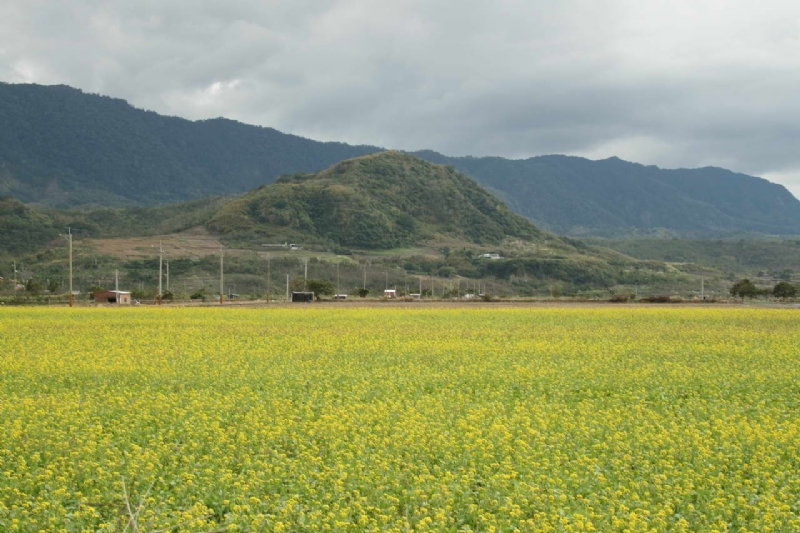 油菜花田 攝影：老山羊部落格
