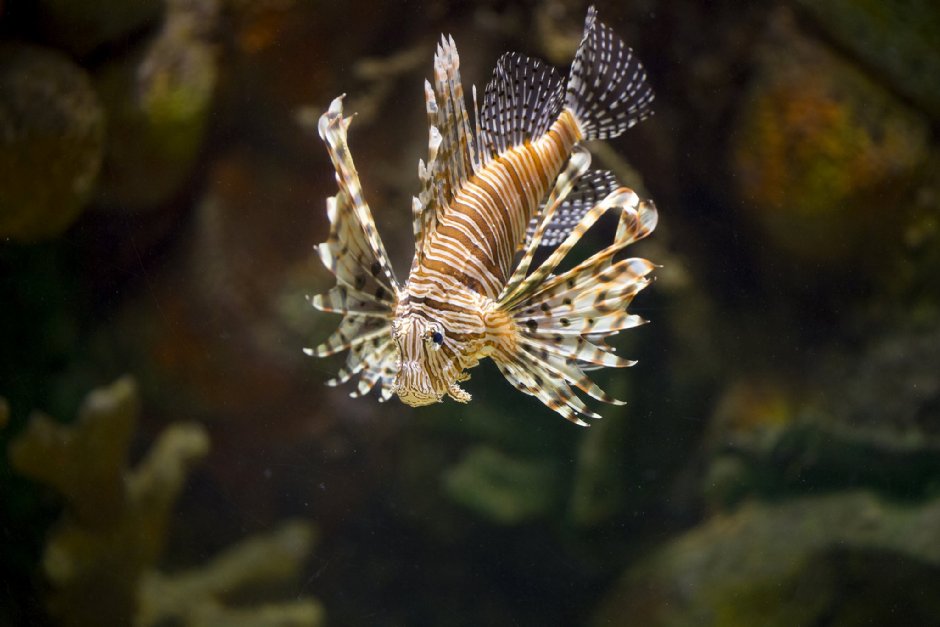澎湖水族館獅子魚 攝影：澎湖水族館