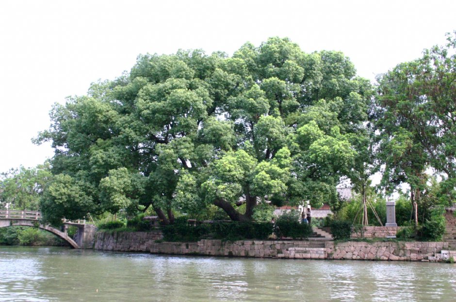 西溪國家濕地公園 攝影：馮順