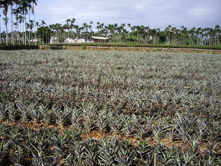 鳳梨園 攝影：老山羊部落格