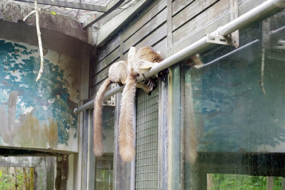 台北市立動物園 攝影：Eva隨手拍