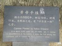 黃帝手植柏<br/> 攝影：林明德