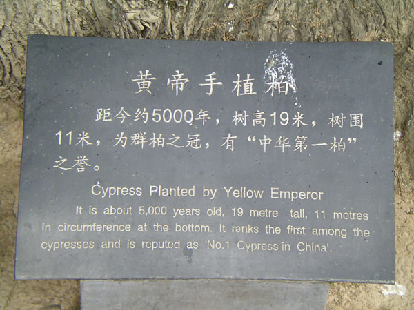 黃帝手植柏 攝影：林明德