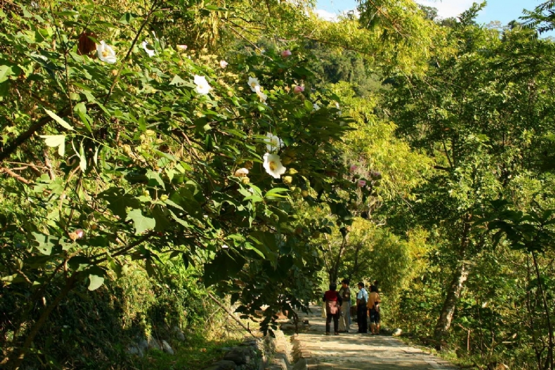 森林浴步道旁的山芙蓉 攝影：老山羊部落格