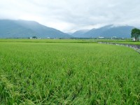 伯朗大道<br/> 攝影：Eva隨手拍