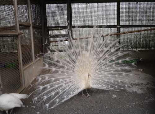 鳳凰谷鳥園