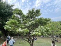 大安森林公園內種植流蘇<br/> 攝影：Eva隨手拍